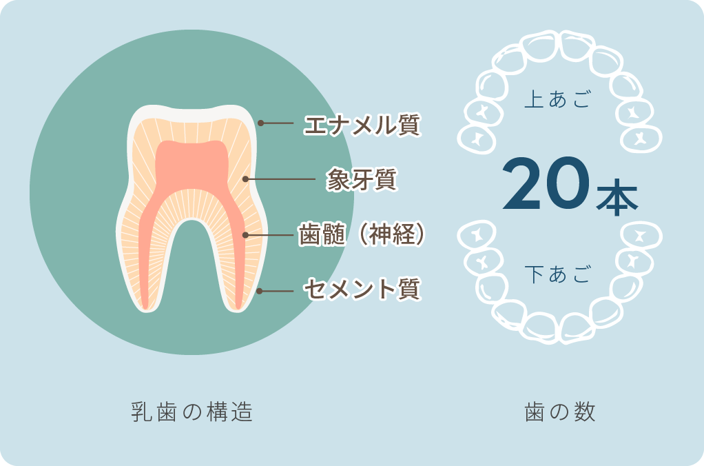 乳歯の構造、歯の数20本