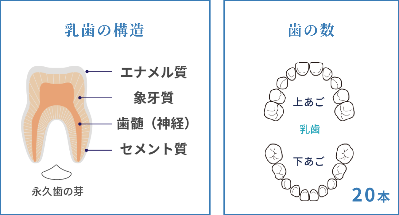 乳歯の構造と乳歯の数